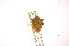  ( - INBIOCRI001871687)  @11 [ ] Copyright (2012) Jim Lewis Instituto Nacional de Biodiversidad