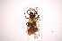  ( - INBIOCRI002174498)  @14 [ ] Copyright (2012) J. Lewis Instituto Nacional de Biodiversidad