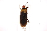  (Dysdercus ruficeps - INBIOCRI002192308)  @14 [ ] Copyright (2012) J. Lewis Instituto Nacional de Biodiversidad
