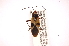  ( - INBIOCRI002247738)  @13 [ ] Copyright (2012) J. Lewis Instituto Nacional de Biodiversidad