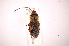  ( - INBIOCRI002444311)  @13 [ ] Copyright (2012) J. Lewis Instituto Nacional de Biodiversidad