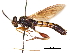  (Diochlistus melleipennis - CCDB-31120-A03)  @11 [ ] CreativeCommons - Attribution (2017) CBG Photography Group Centre for Biodiversity Genomics
