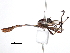  ( - CCDB-31120-C08)  @11 [ ] CreativeCommons - Attribution (2017) CBG Photography Group Centre for Biodiversity Genomics