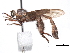  (Lasiocnemus londti - CCDB-31120-C09)  @11 [ ] CreativeCommons - Attribution (2017) CBG Photography Group Centre for Biodiversity Genomics