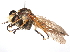  (Cophinopoda pulchripes - CCDB-31120-D09)  @11 [ ] CreativeCommons - Attribution (2017) CBG Photography Group Centre for Biodiversity Genomics