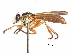  (Michotamia - CCDB-31120-E02)  @11 [ ] CreativeCommons - Attribution (2017) CBG Photography Group Centre for Biodiversity Genomics