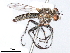  (Ablautus - CCDB-31120-E10)  @11 [ ] CreativeCommons - Attribution (2017) CBG Photography Group Centre for Biodiversity Genomics