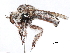  (Acnephalomyia - CCDB-31120-E11)  @11 [ ] CreativeCommons - Attribution (2017) CBG Photography Group Centre for Biodiversity Genomics