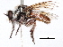  (Sisyrnodytes - CCDB-31120-E12)  @11 [ ] CreativeCommons - Attribution (2017) CBG Photography Group Centre for Biodiversity Genomics