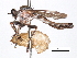  ( - CCDB-31120-F02)  @11 [ ] CreativeCommons - Attribution (2017) CBG Photography Group Centre for Biodiversity Genomics