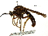  (Ceraturgus - CCDB-31122-A09)  @11 [ ] CreativeCommons - Attribution (2017) CBG Photography Group Centre for Biodiversity Genomics