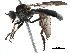  (Nicocles politus - CCDB-31122-B04)  @11 [ ] CreativeCommons - Attribution (2017) CBG Photography Group Centre for Biodiversity Genomics