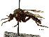  ( - CCDB-31122-B08)  @11 [ ] CreativeCommons - Attribution (2017) CBG Photography Group Centre for Biodiversity Genomics