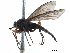  ( - CCDB-31122-D06)  @11 [ ] CreativeCommons - Attribution (2017) CBG Photography Group Centre for Biodiversity Genomics