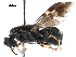  ( - CCDB-31122-F05)  @11 [ ] CreativeCommons - Attribution (2017) CBG Photography Group Centre for Biodiversity Genomics