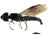  ( - CCDB-31123-B10)  @11 [ ] CreativeCommons - Attribution (2017) CBG Photography Group Centre for Biodiversity Genomics