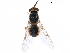  ( - CCDB-31123-B12)  @11 [ ] CreativeCommons - Attribution (2017) CBG Photography Group Centre for Biodiversity Genomics
