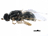 ( - CCDB-31123-C02)  @11 [ ] CreativeCommons - Attribution (2017) CBG Photography Group Centre for Biodiversity Genomics