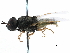  ( - CCDB-31123-C09)  @11 [ ] CreativeCommons - Attribution (2017) CBG Photography Group Centre for Biodiversity Genomics