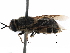  (Psellidotus hieroglyphicus - CCDB-31123-D01)  @11 [ ] CreativeCommons - Attribution (2017) CBG Photography Group Centre for Biodiversity Genomics