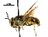  (Stratiomys maculosa - CCDB-31123-D02)  @15 [ ] CreativeCommons - Attribution (2017) CBG Photography Group Centre for Biodiversity Genomics