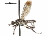  ( - CCDB-31123-E05)  @11 [ ] CreativeCommons - Attribution (2017) CBG Photography Group Centre for Biodiversity Genomics