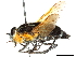  (Pelecorhynchus biguttatus - CCDB-31123-G04)  @11 [ ] CreativeCommons - Attribution (2017) CBG Photography Group Centre for Biodiversity Genomics