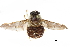  (Atriadops - CCDB-31123-H09)  @11 [ ] CreativeCommons - Attribution (2017) CBG Photography Group Centre for Biodiversity Genomics