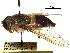  (Hirmoneuropsis - CCDB-31123-H10)  @11 [ ] CreativeCommons - Attribution (2017) CBG Photography Group Centre for Biodiversity Genomics
