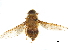  (Hirmoneura vitalisi - CCDB-31124-A02)  @11 [ ] CreativeCommons - Attribution (2017) CBG Photography Group Centre for Biodiversity Genomics