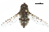  (Hirmoneurinae - CCDB-31124-A03)  @11 [ ] CreativeCommons - Attribution (2017) CBG Photography Group Centre for Biodiversity Genomics