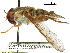  (Neohirmoneura - CCDB-31124-A04)  @11 [ ] CreativeCommons - Attribution (2017) CBG Photography Group Centre for Biodiversity Genomics
