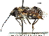  (Nemestrinus - CCDB-31124-A05)  @11 [ ] CreativeCommons - Attribution (2017) CBG Photography Group Centre for Biodiversity Genomics