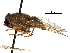  (Prosoeca atra - CCDB-31124-A06)  @11 [ ] CreativeCommons - Attribution (2017) CBG Photography Group Centre for Biodiversity Genomics