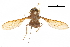  (Stenobasipteron - CCDB-31124-A07)  @11 [ ] CreativeCommons - Attribution (2017) CBG Photography Group Centre for Biodiversity Genomics