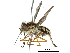  (Trichophthalma jaffueli - CCDB-31124-A08)  @11 [ ] CreativeCommons - Attribution (2017) CBG Photography Group Centre for Biodiversity Genomics