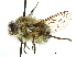  (Fallenia - CCDB-31124-A09)  @11 [ ] CreativeCommons - Attribution (2017) CBG Photography Group Centre for Biodiversity Genomics