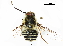  (Neorhynchocephalus - CCDB-31124-A10)  @11 [ ] CreativeCommons - Attribution (2017) CBG Photography Group Centre for Biodiversity Genomics