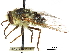  (Trichopsidea clausa - CCDB-31124-A11)  @11 [ ] CreativeCommons - Attribution (2017) CBG Photography Group Centre for Biodiversity Genomics