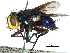  (Platytropesa - CCDB-31125-D08)  @11 [ ] CreativeCommons - Attribution (2017) CBG Photography Group Centre for Biodiversity Genomics
