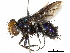  (Silbomyia - CCDB-31125-D09)  @11 [ ] CreativeCommons - Attribution (2017) CBG Photography Group Centre for Biodiversity Genomics