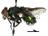  (Stilbomyella - CCDB-31125-D10)  @11 [ ] CreativeCommons - Attribution (2017) CBG Photography Group Centre for Biodiversity Genomics