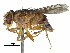  (Auchmeromyia bequaerti - CCDB-31125-E01)  @11 [ ] CreativeCommons - Attribution (2017) CBG Photography Group Centre for Biodiversity Genomics