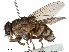  (Bengalia - CCDB-31125-E03)  @11 [ ] CreativeCommons - Attribution (2017) CBG Photography Group Centre for Biodiversity Genomics