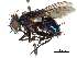  (Catapicephala - CCDB-31125-E07)  @11 [ ] CreativeCommons - Attribution (2017) CBG Photography Group Centre for Biodiversity Genomics