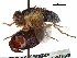  ( - CCDB-31125-E08)  @11 [ ] CreativeCommons - Attribution (2017) CBG Photography Group Centre for Biodiversity Genomics