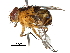  (Euphumosia - CCDB-31125-E10)  @11 [ ] CreativeCommons - Attribution (2017) CBG Photography Group Centre for Biodiversity Genomics