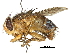  (Pachychoeromyia - CCDB-31125-F06)  @11 [ ] CreativeCommons - Attribution (2017) CBG Photography Group Centre for Biodiversity Genomics