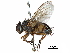  ( - CCDB-31125-F07)  @11 [ ] CreativeCommons - Attribution (2017) CBG Photography Group Centre for Biodiversity Genomics
