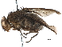  (Phumosia - CCDB-31125-F09)  @11 [ ] CreativeCommons - Attribution (2017) CBG Photography Group Centre for Biodiversity Genomics